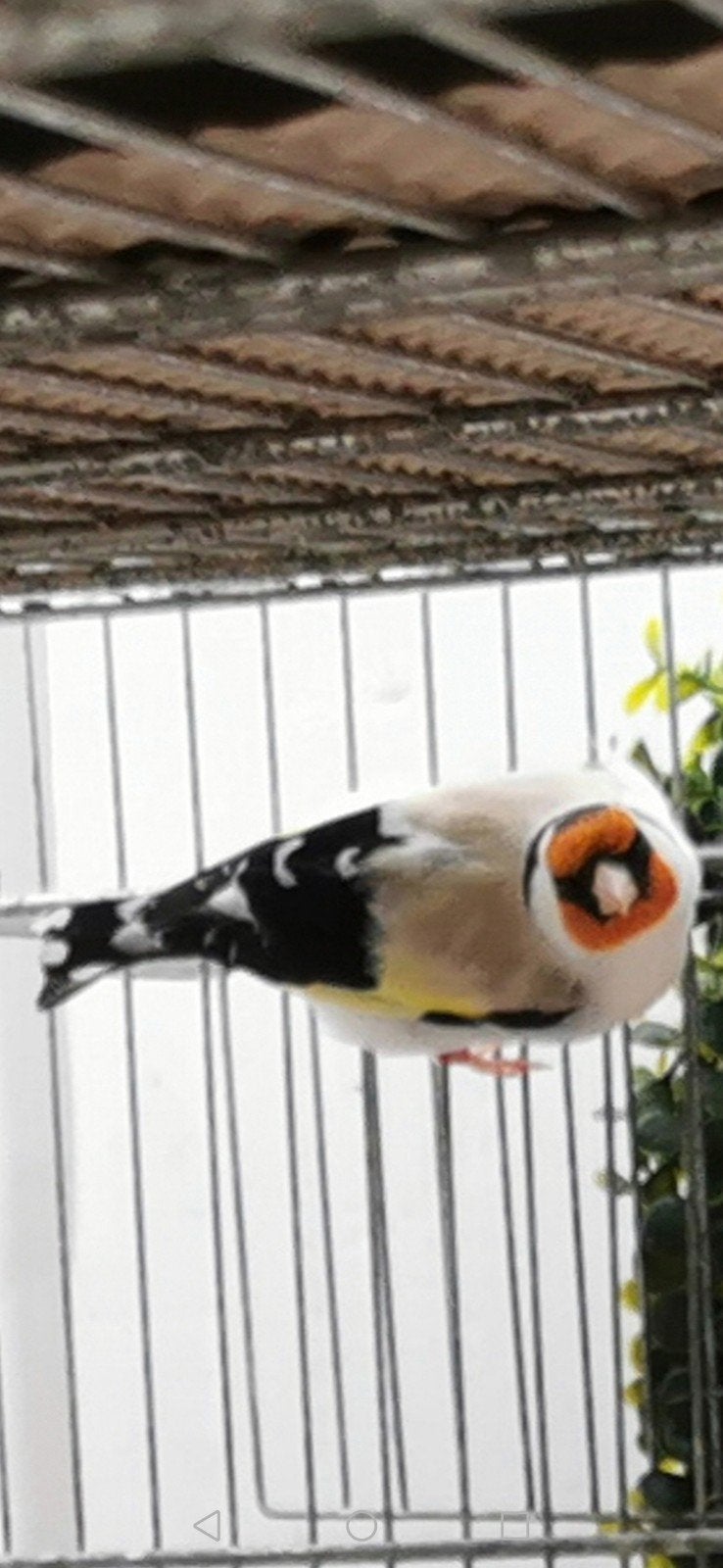 Putters Major, Dieren en Toebehoren, Vogels | Overige Vogels, Vrouwelijk, Wildzangvogel