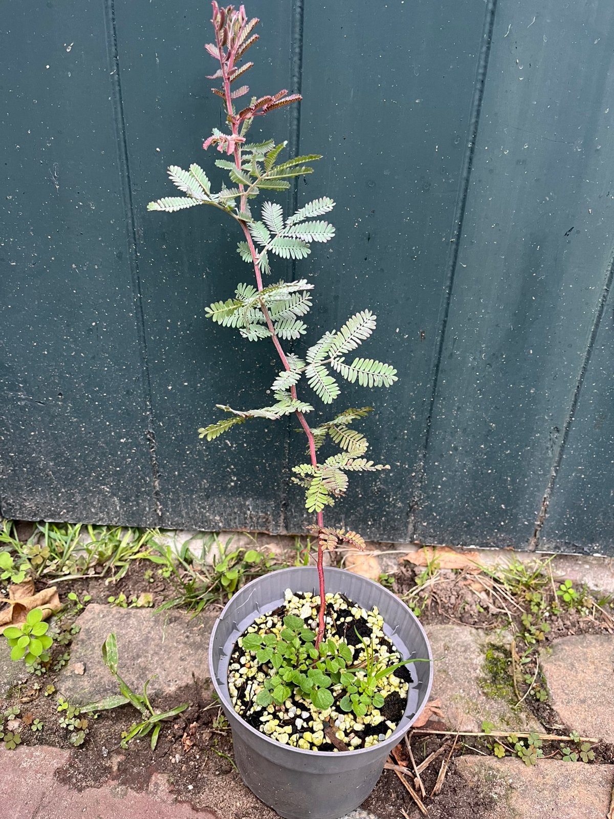 Acacia baileyana, Ophalen of Verzenden, Overige soorten, Halfschaduw
