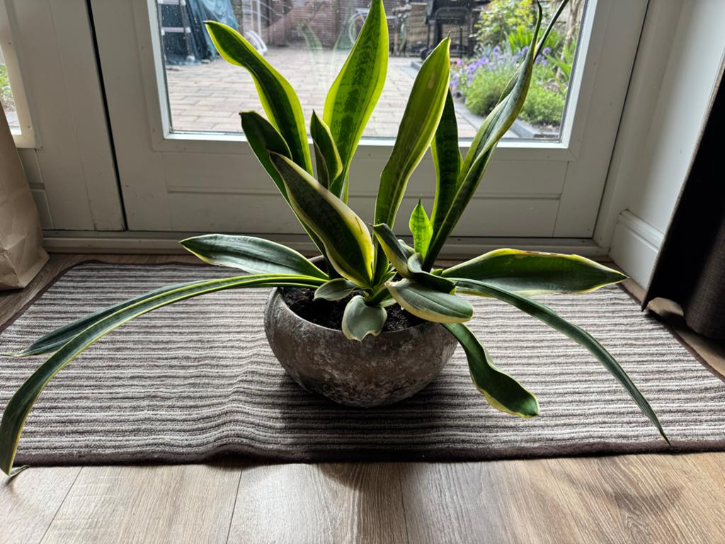 Sansevieria (Vrouwentong) in sierpot, Overige soorten, In pot, Minder dan 100 cm, Groene kamerplant