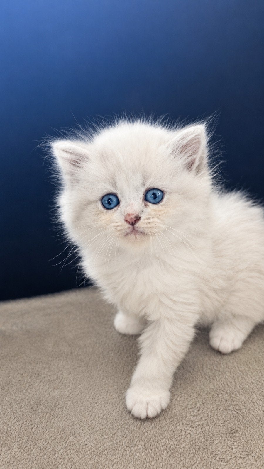 Kittens