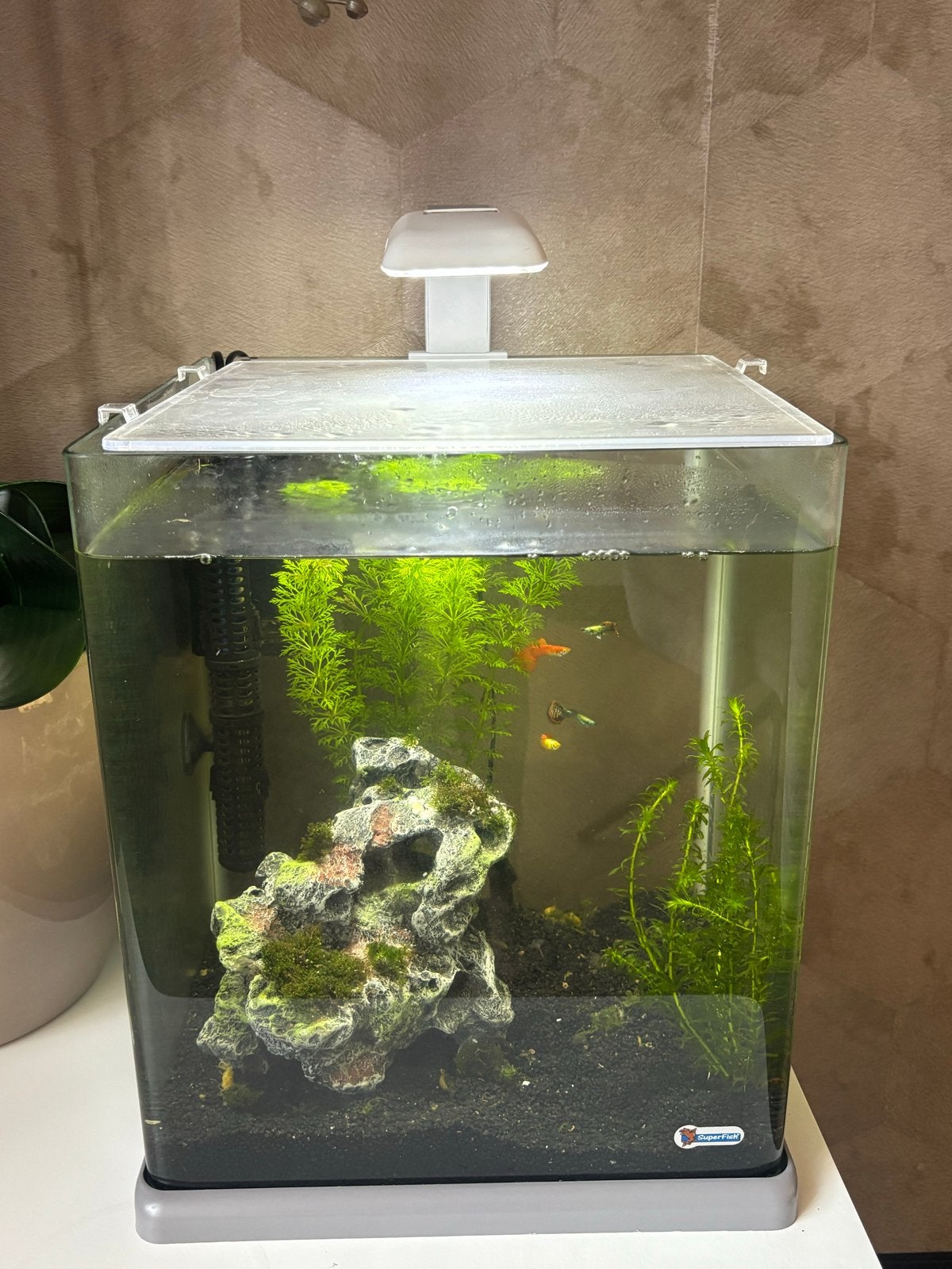 Aquarium 40 liter, Dieren en Toebehoren, Ophalen