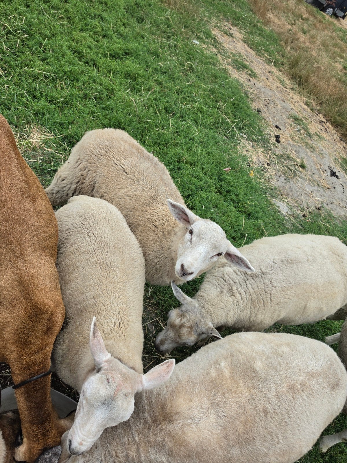 ram rammen schapen schaap Flevolander swifter texelaar, Mannelijk, Schaap