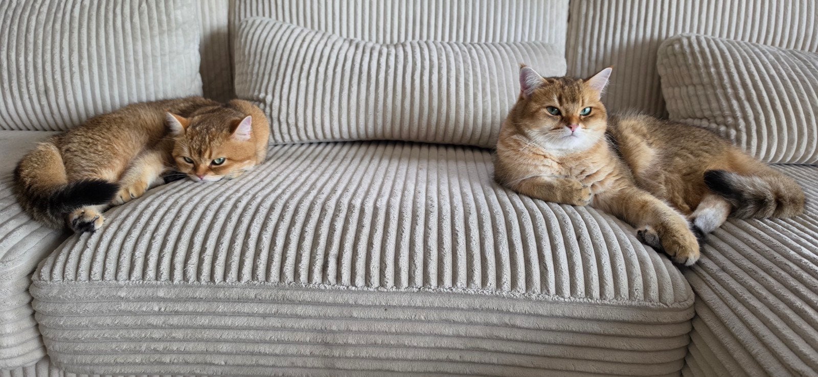 Britse korthaar 2x, Dieren en Toebehoren, Kater