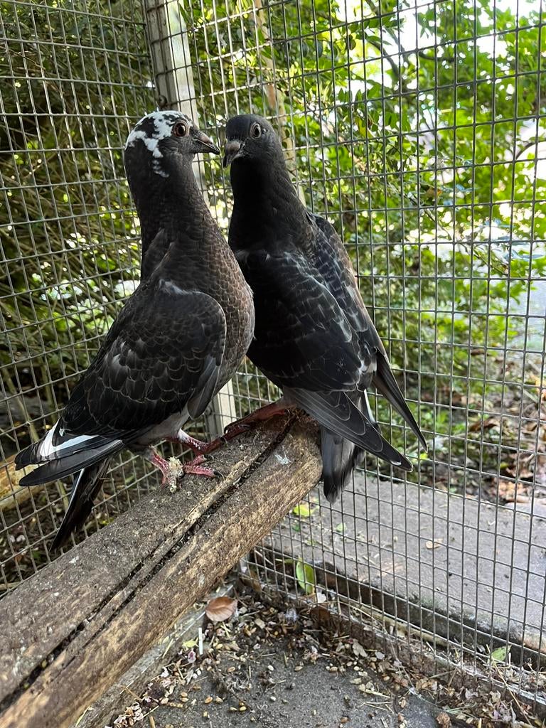 2 jonge kleur postduiven, Meerdere dieren, Postduif
