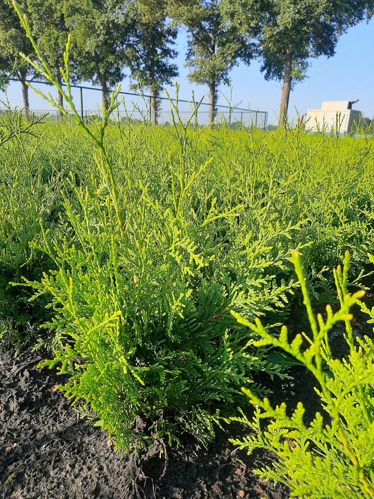 Thuja Brabant Plantgoed 30/40+cm  3500st westerse levensboom, Ophalen