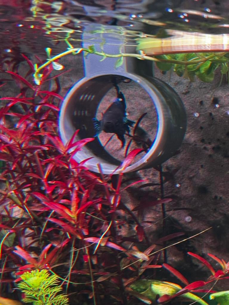 Betta tunnel (drijvend) PETG, Dieren en Toebehoren, Vissen | Aquaria en Toebehoren, Overige typen, Nieuw, Ophalen of Verzenden