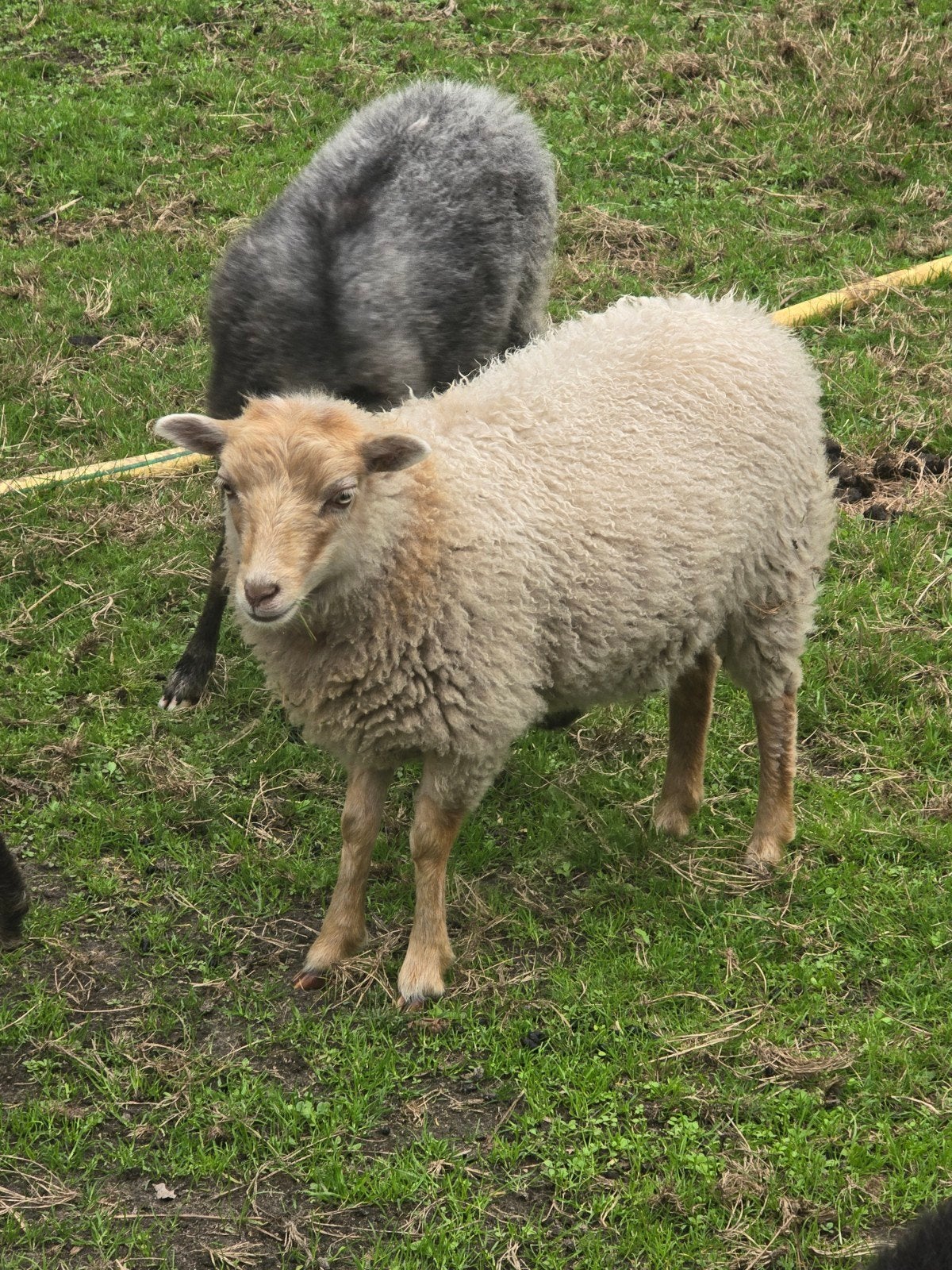 Witte Ouessant ooi, Dieren en Toebehoren, Vrouwelijk, Schaap, 0 tot 2 jaar