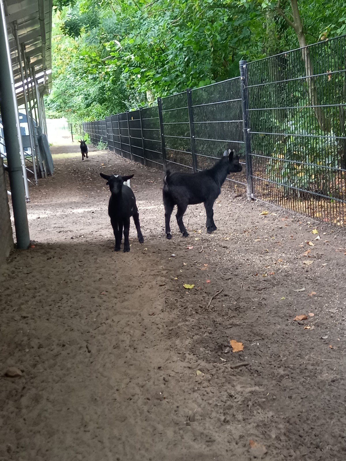 dwerggeitjes, Dieren en Toebehoren, Meerdere dieren, Geit, 0 tot 2 jaar