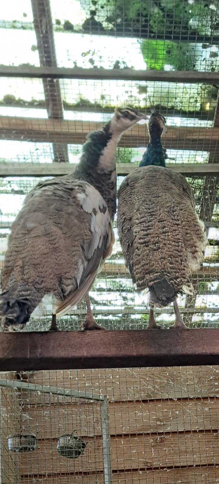 diverse pauwen, Dieren en Toebehoren, Meerdere dieren, Overige soorten
