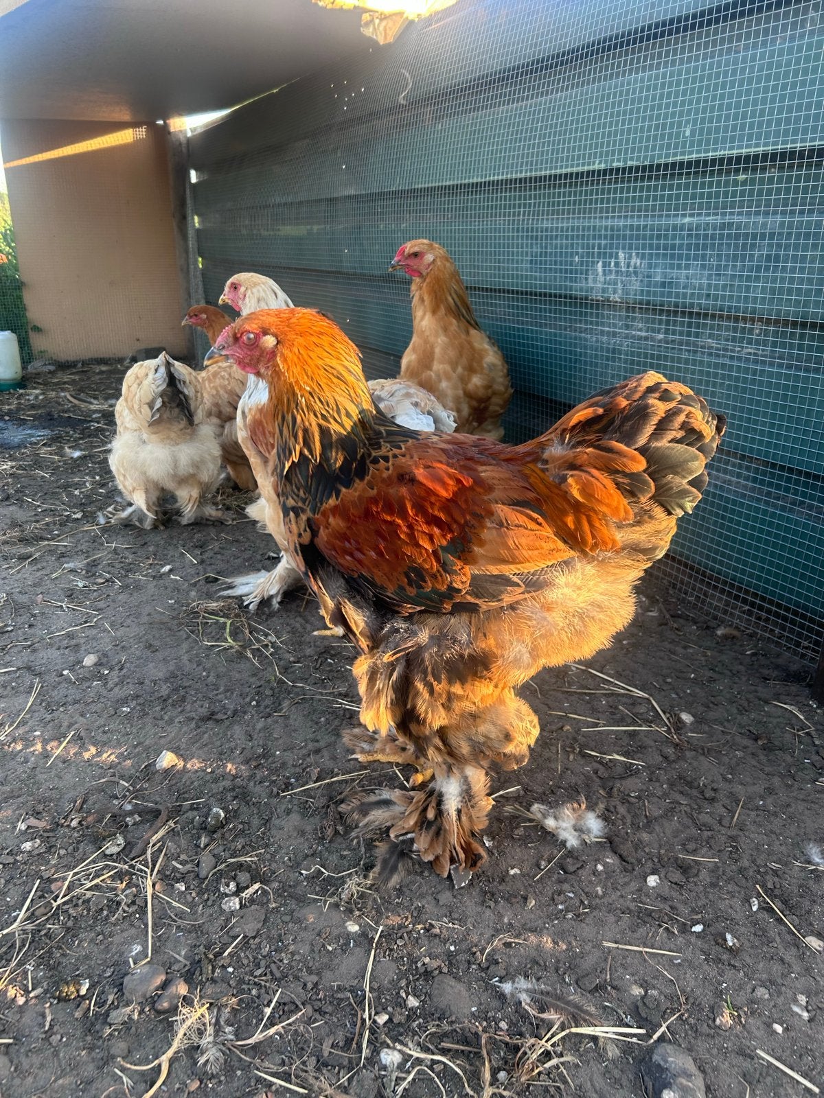 Haan te koop, Dieren en Toebehoren