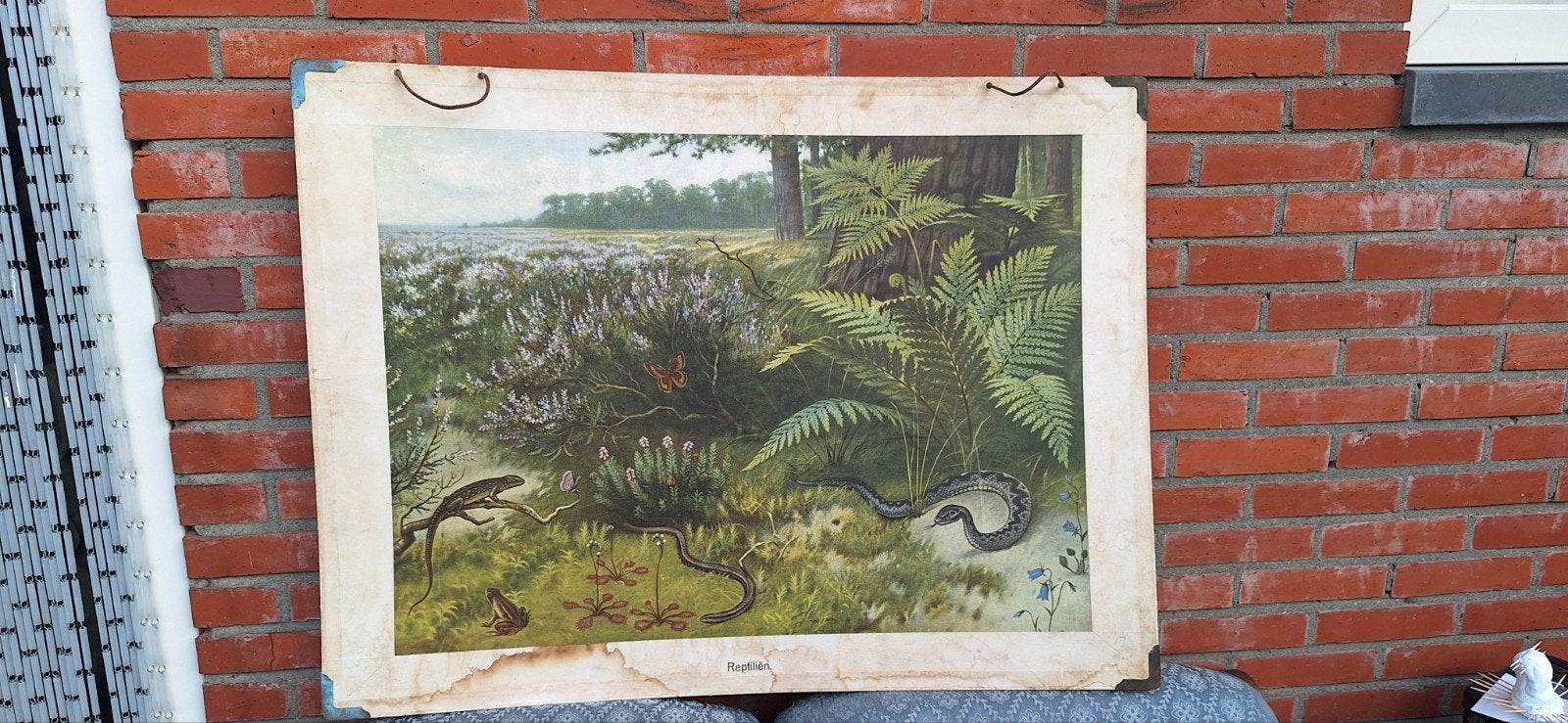 Oude schoolplaat reptielen - Natuur en Biologie, Antiek en Kunst, Ophalen