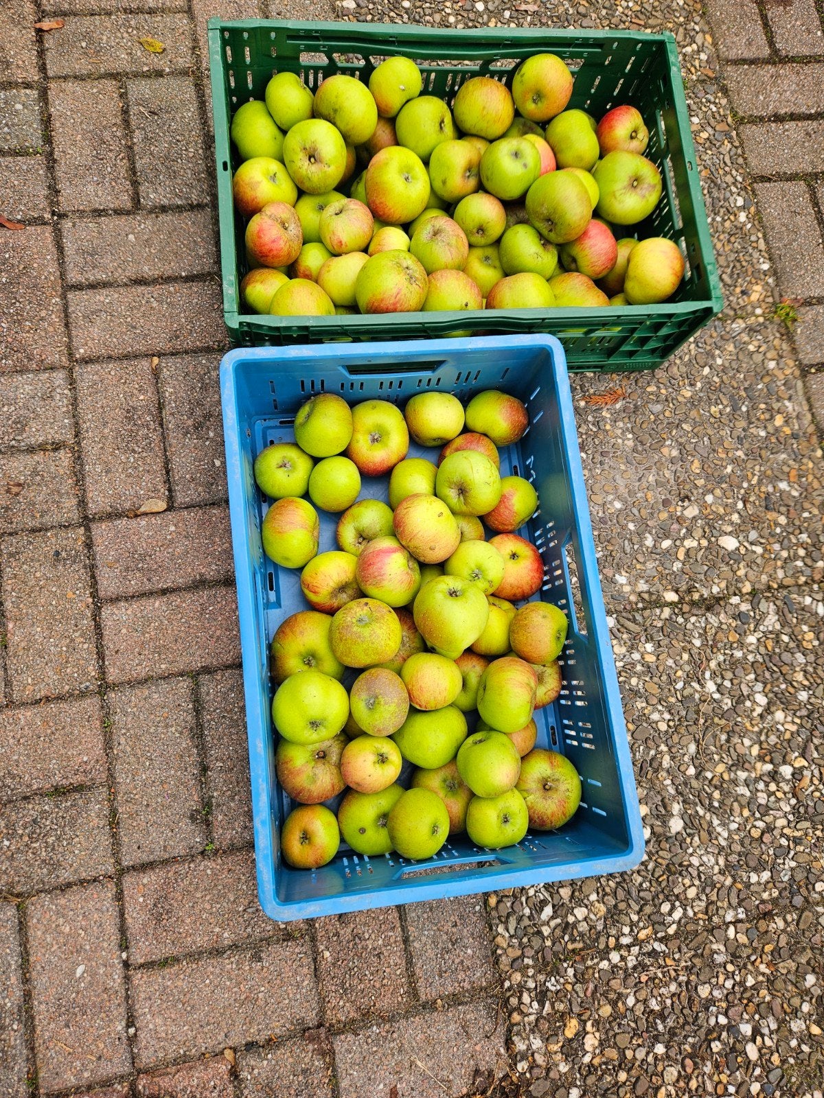 Seedling appels van eigen boomgaard, Ophalen