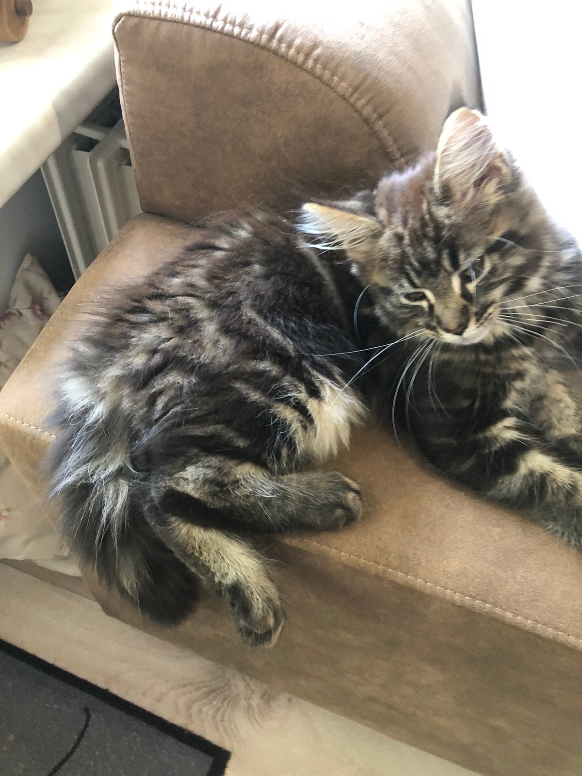Main coon kitten 12 weken, Kater