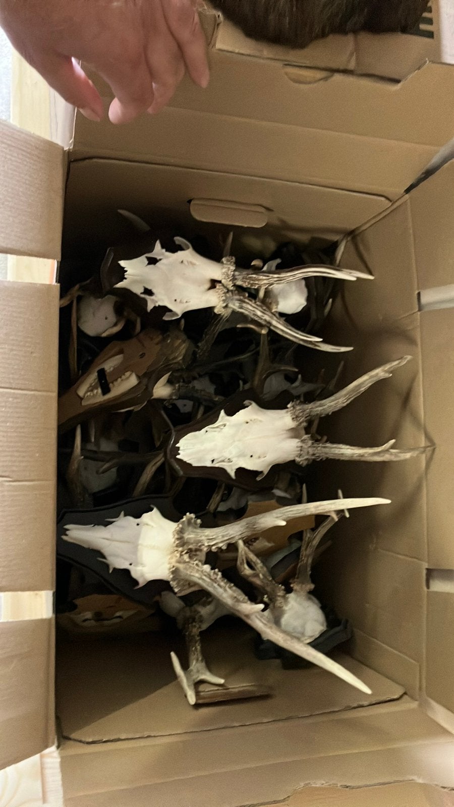 Herte geweien en opgezette dieren, Ophalen, Zo goed als nieuw, Wild dier, Opgezet dier