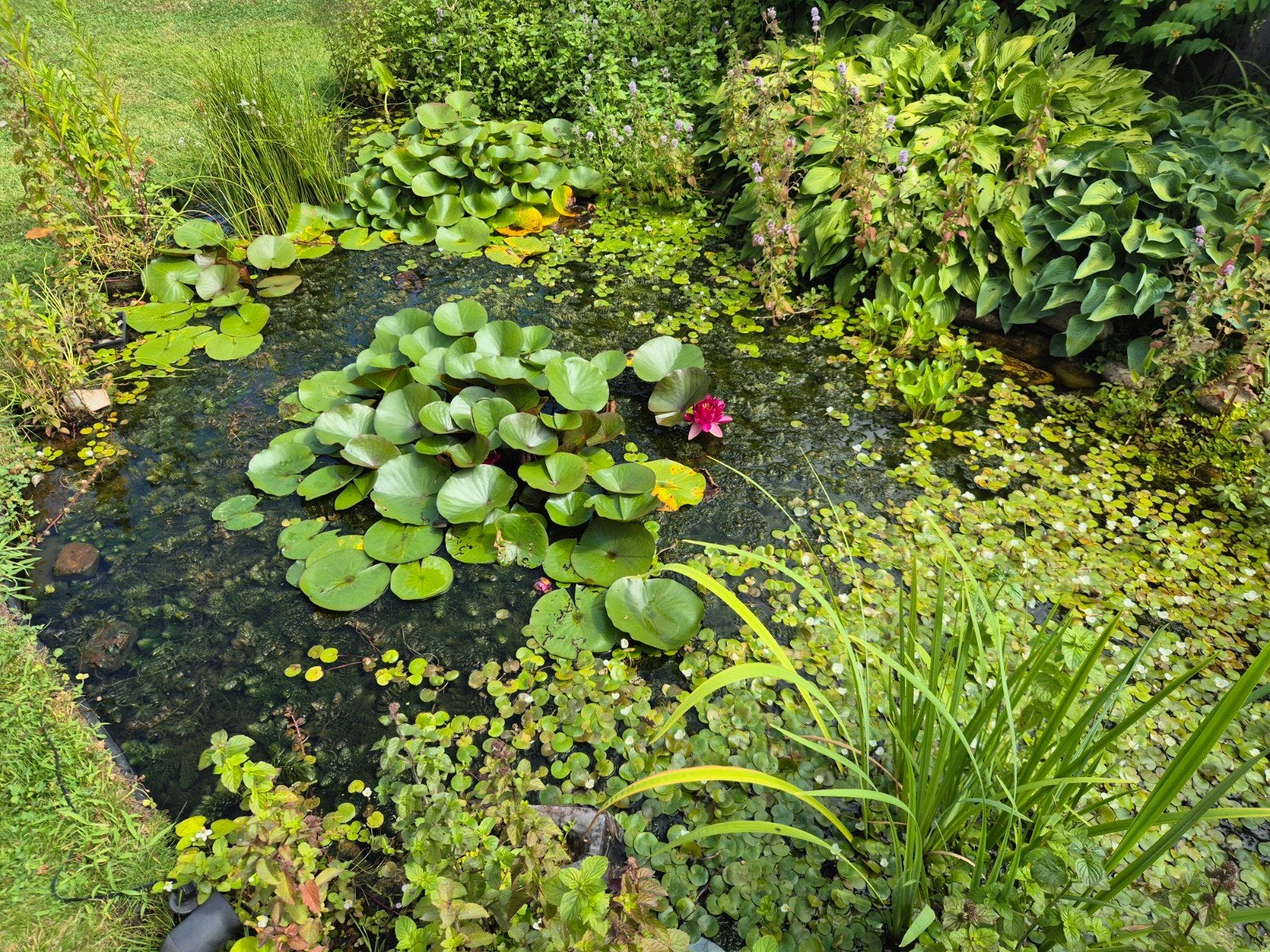 Gratis vijverplanten, Tuin en Terras, Vijvers, Ophalen, Nieuw
