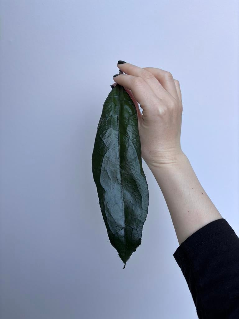 Hoya Clemensiorum Sumatra Stekje [large leaf], Ophalen of Verzenden, Halfschaduw, Minder dan 100 cm