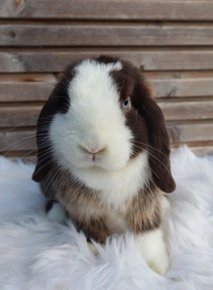 lieve minilop voedster, Dieren en Toebehoren, Vrouwelijk, Dwerg