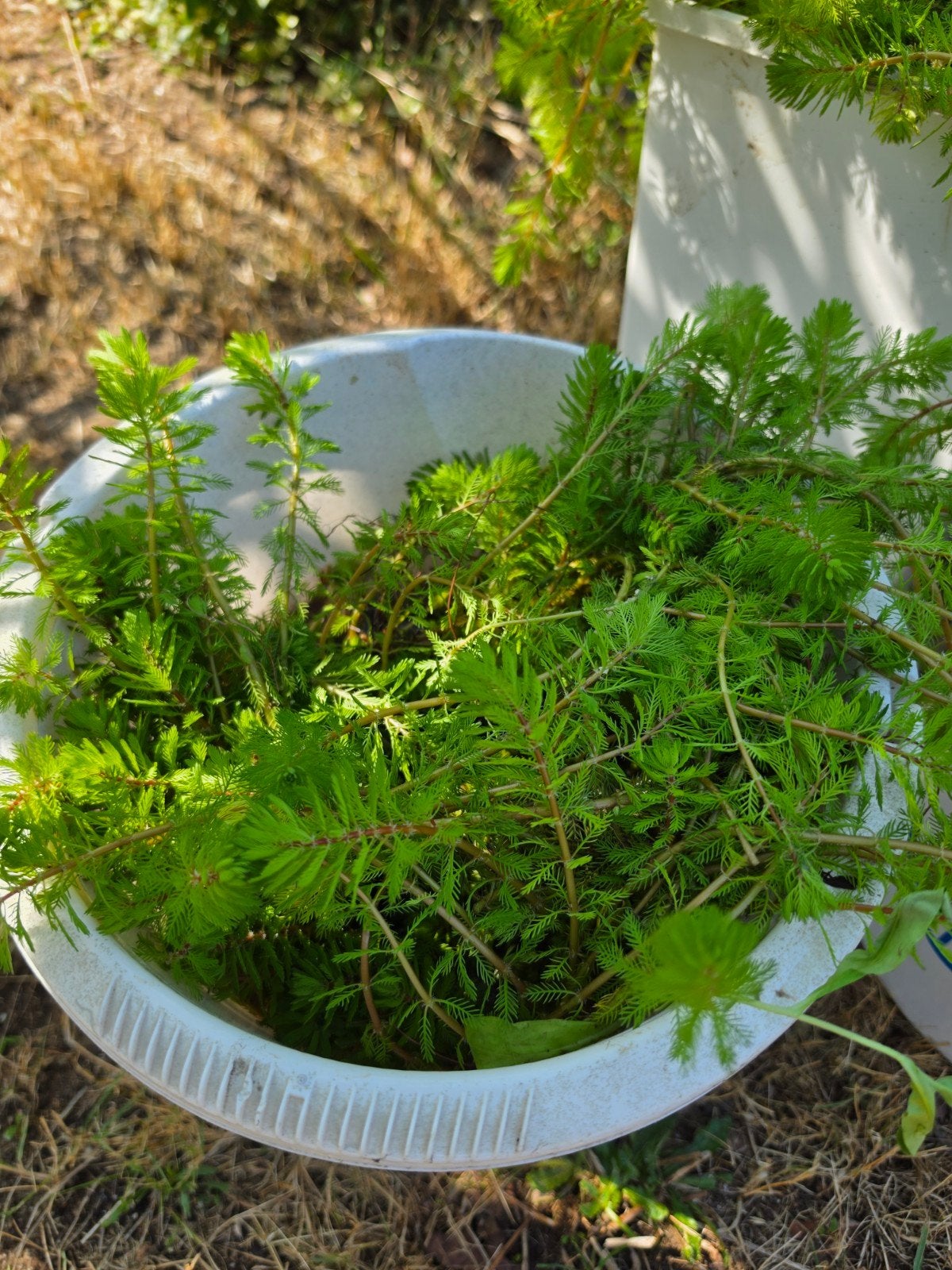 vederkruid en gele iris., Ophalen, Overige soorten, Minder dan 100 cm