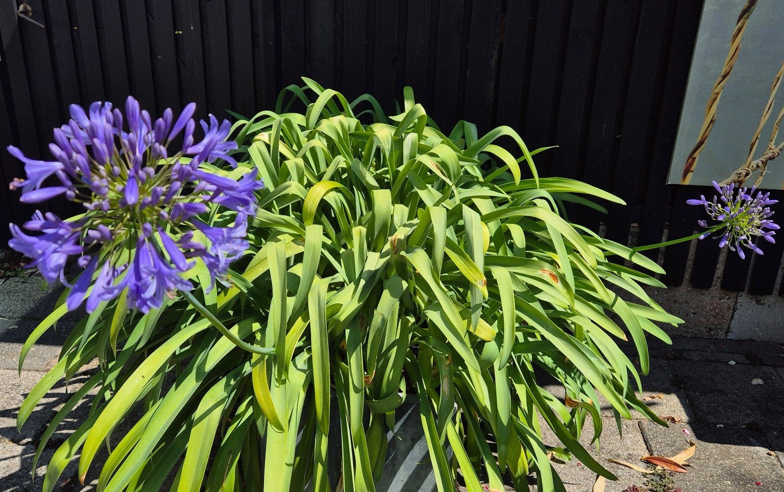 Bladhoudende Afrikaanse Lelie in bak en pot. Agapanthus., Volle zon, Vaste plant, Zomer, Ophalen