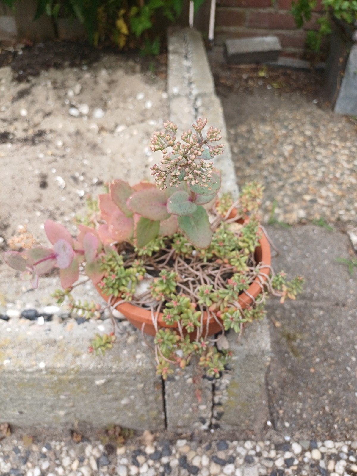 Sedum album & Hylotelephium cauticola in pot, Ophalen, Volle zon