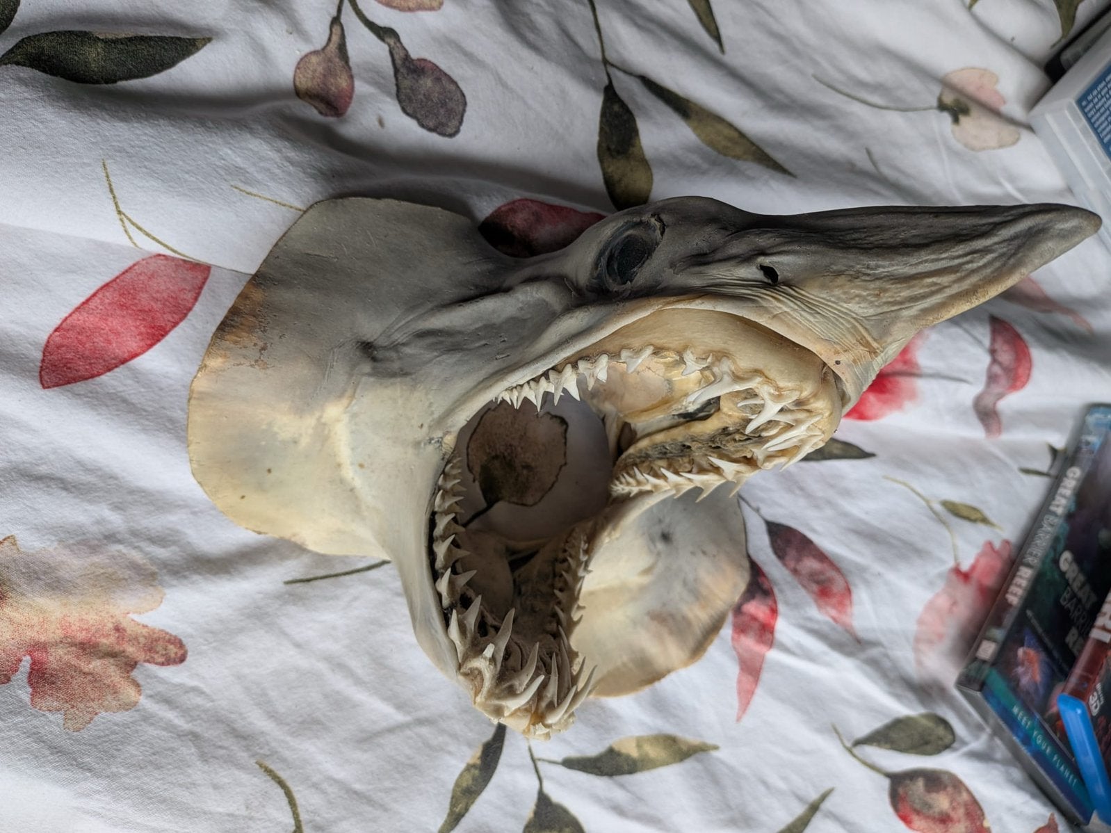 Opgezette haai, Ophalen of Verzenden, Zo goed als nieuw, Vogel, Opgezet dier