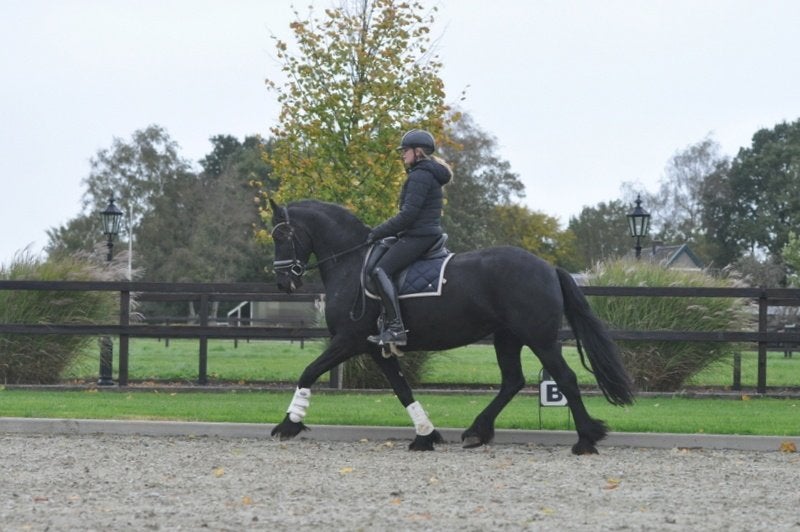 brave drachtige 13 jarige friese stermerrie, Merrie, Dressuurpaard, 160 tot 165 cm, 11 jaar of ouder