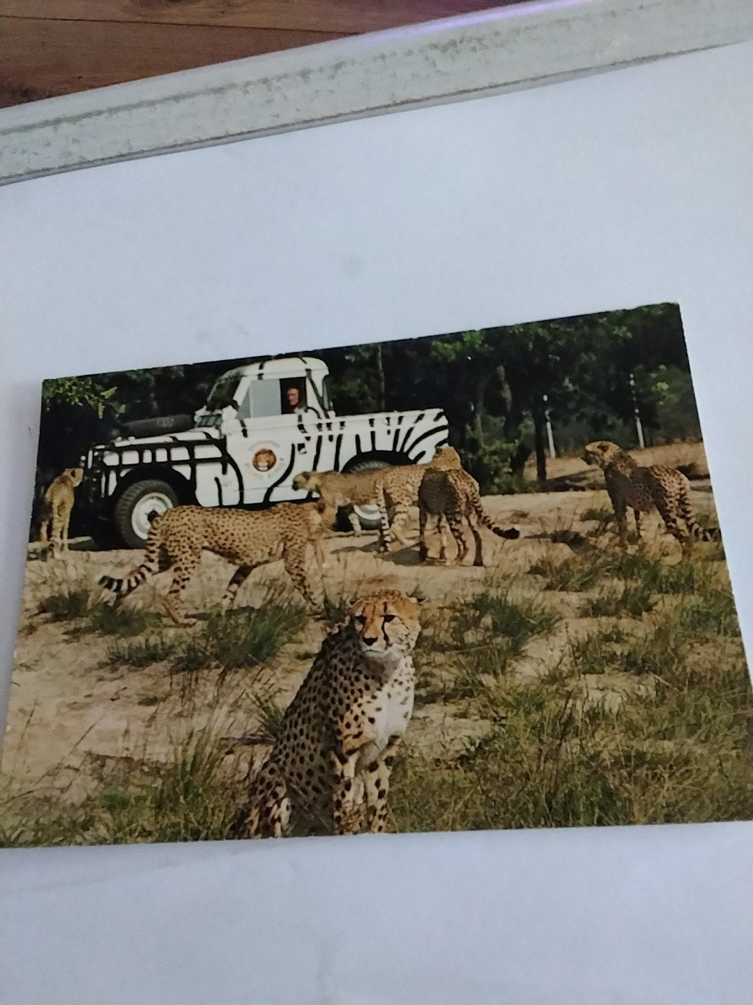 Vintage Ansichtkaart Safaripark Beekse Bergen Cheeta's, Ophalen of Verzenden