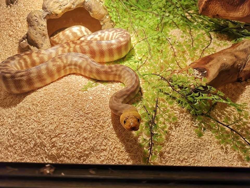 1-1 Aspidites ramsayi (Woma Python), Dieren en Toebehoren, Reptielen en Amfibieën, Slang, 7 tot 10 jaar