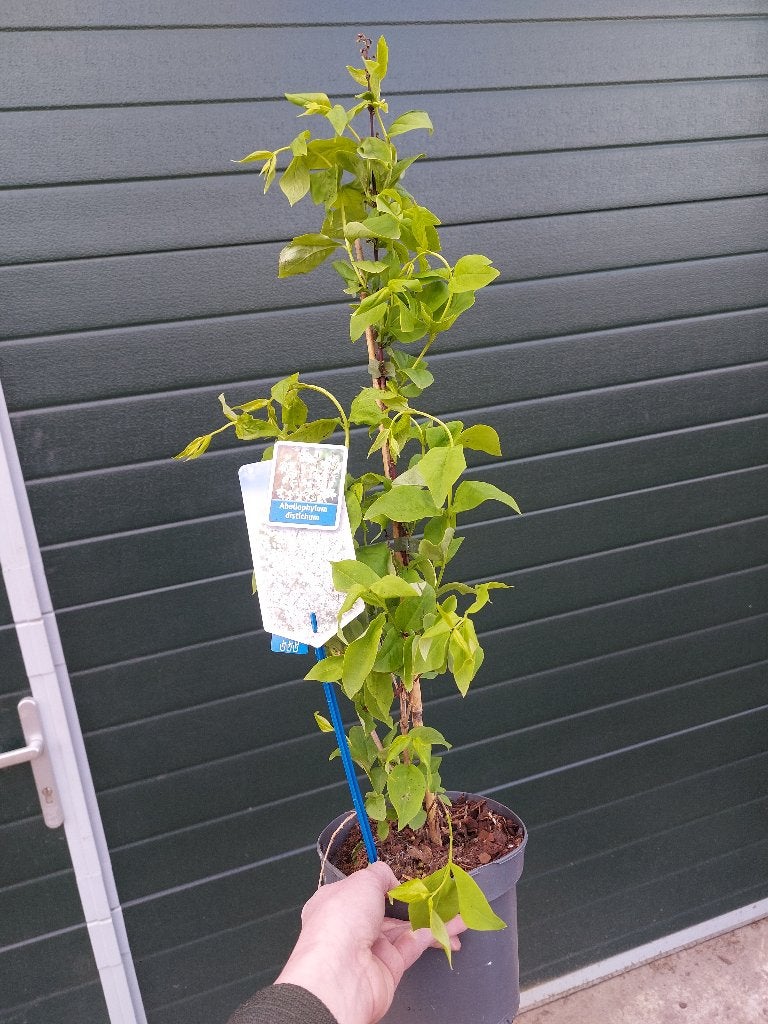 Abeliophylum distichum, Volle zon, Vaste plant, Lente, Ophalen