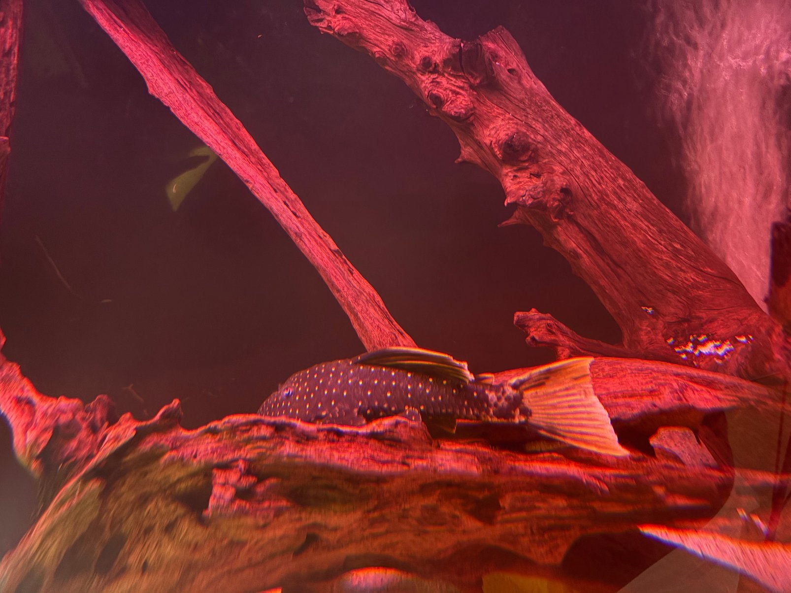 Luteus phase 2 18 cm, Dieren en Toebehoren, Vissen | Aquariumvissen, Vis