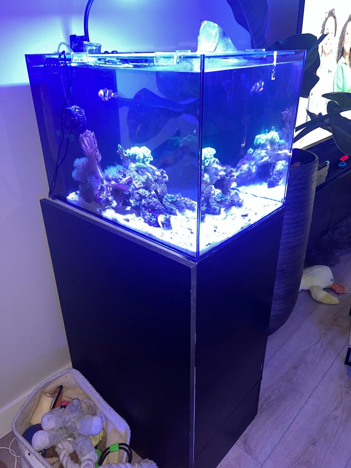 Zoutwater aquarium Waterbox peninsula mini 25 90 liter, Ophalen of Verzenden, Gevuld zeewateraquarium