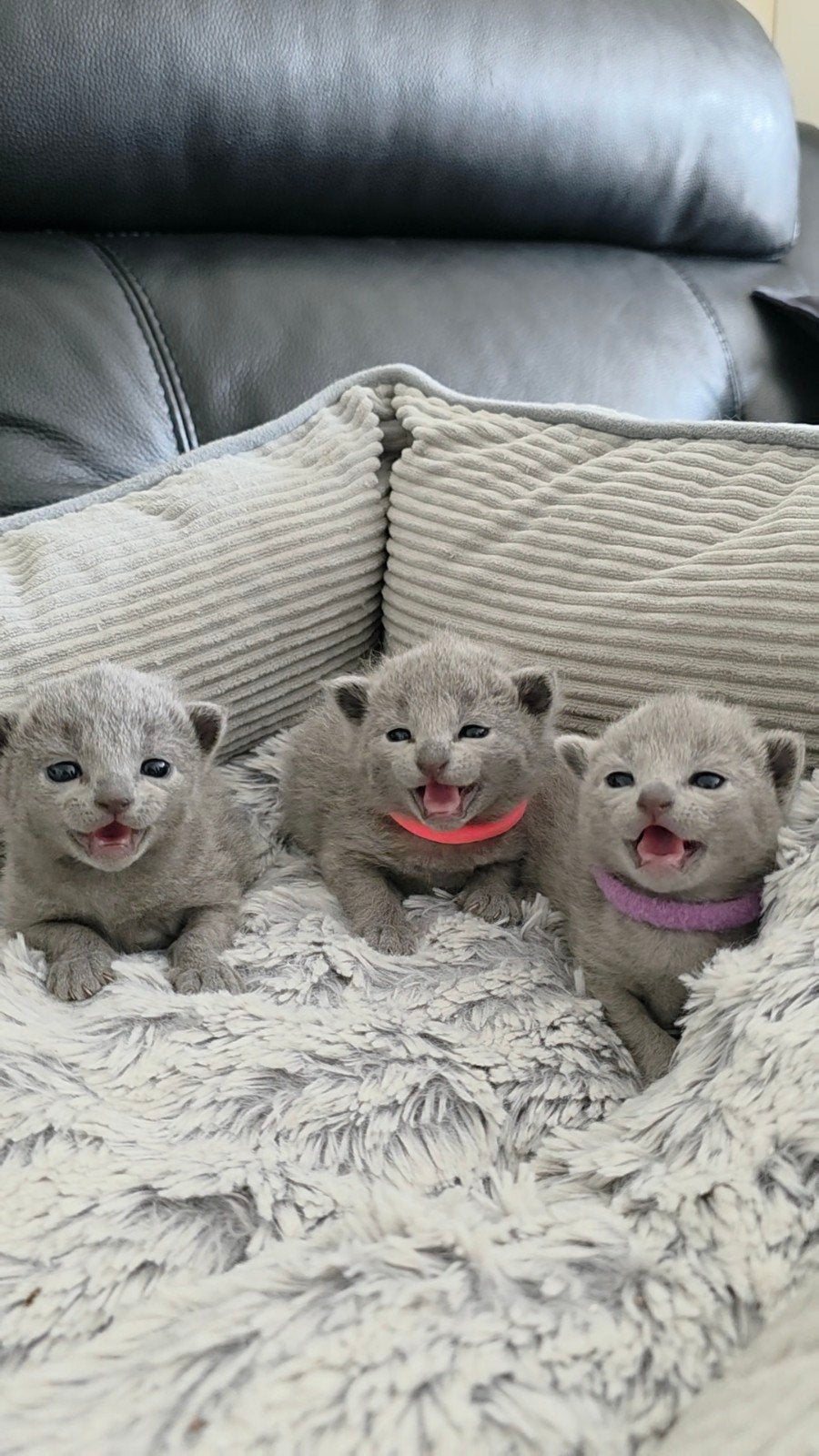 Blauwe Rus Kittens met Stammbom