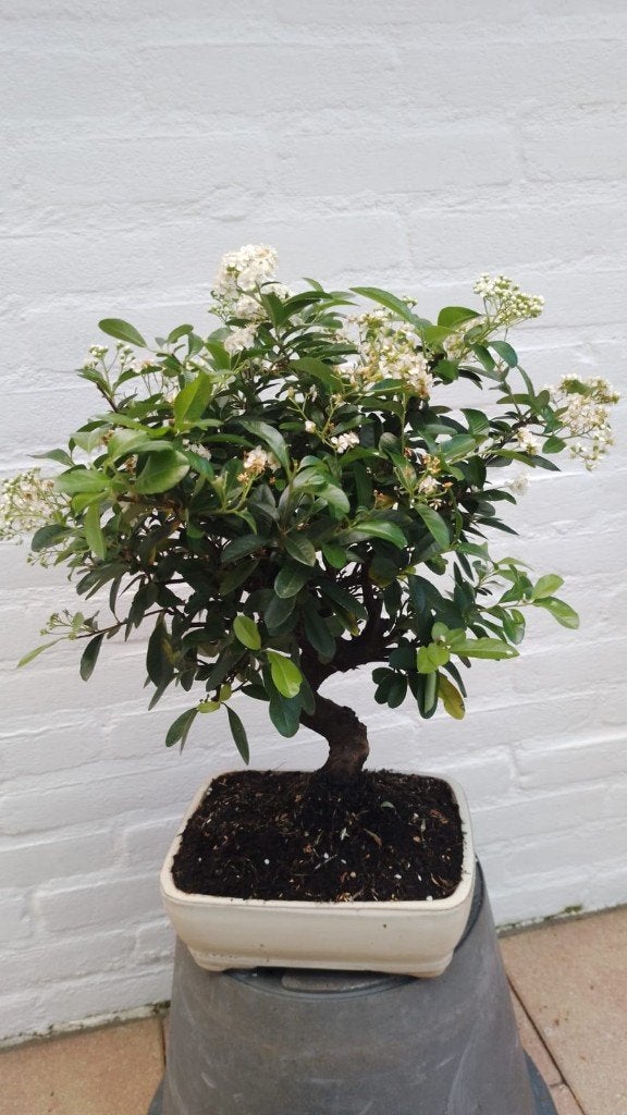 Bonsai Pyracantha Angustifolia - Vuurdoorn, Halfschaduw, Overige soorten, Lente, Minder dan 100 cm