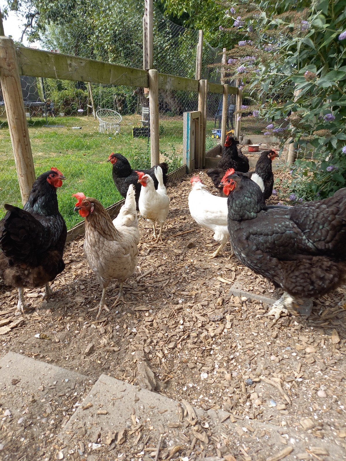 8 zwarte Jersey Giant hennen, Dieren en Toebehoren, Pluimvee, Vrouwelijk, Kip