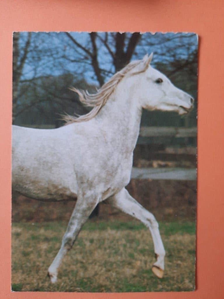 ansichtkaart paard veulen, Verzamelen, Ansichtkaarten | Dieren, Ophalen, 1980 tot heden, Ongelopen, Paard
