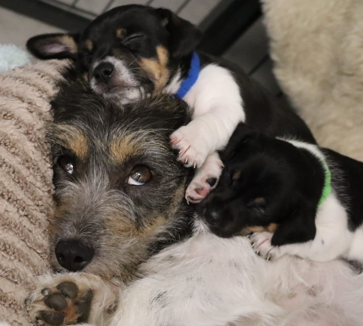 Langharige jack russel pups., Dieren en Toebehoren, Parvo, Jack Russell Terriër, 8 tot 15 weken, Meerdere