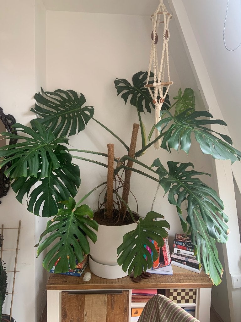 Large Monstera Deliciosa, Huis en Inrichting, Ophalen, Overige soorten, Halfschaduw, In pot