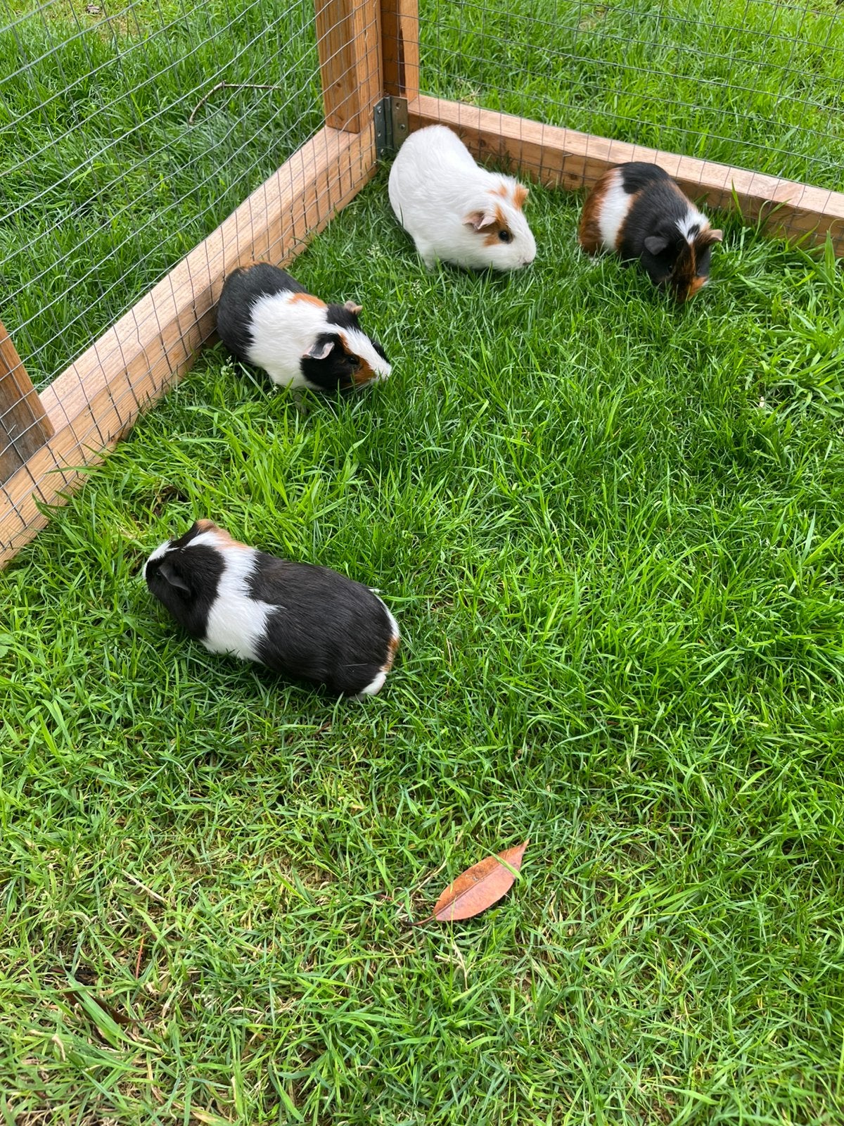 Gratis Jonge cavia’s beertjes (mannetjes), Dieren en Toebehoren, Mei, Mannelijk, Cavia