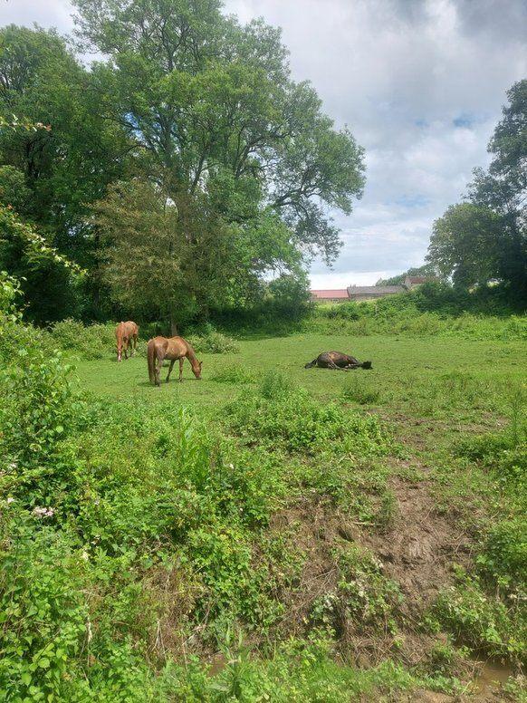Pensioen en (op)fok stal in midden frankrijk, Weidegang, 4 paarden of pony's of meer