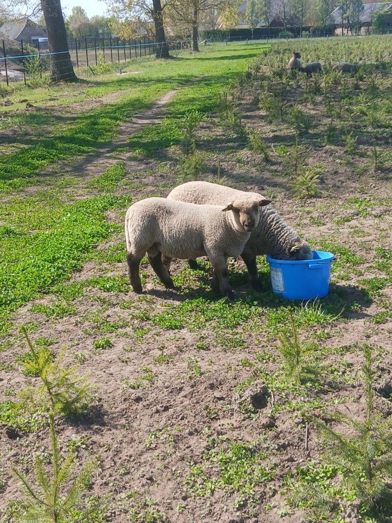 Shropshire dekrammen, Dieren en Toebehoren, Vrouwelijk, Schaap