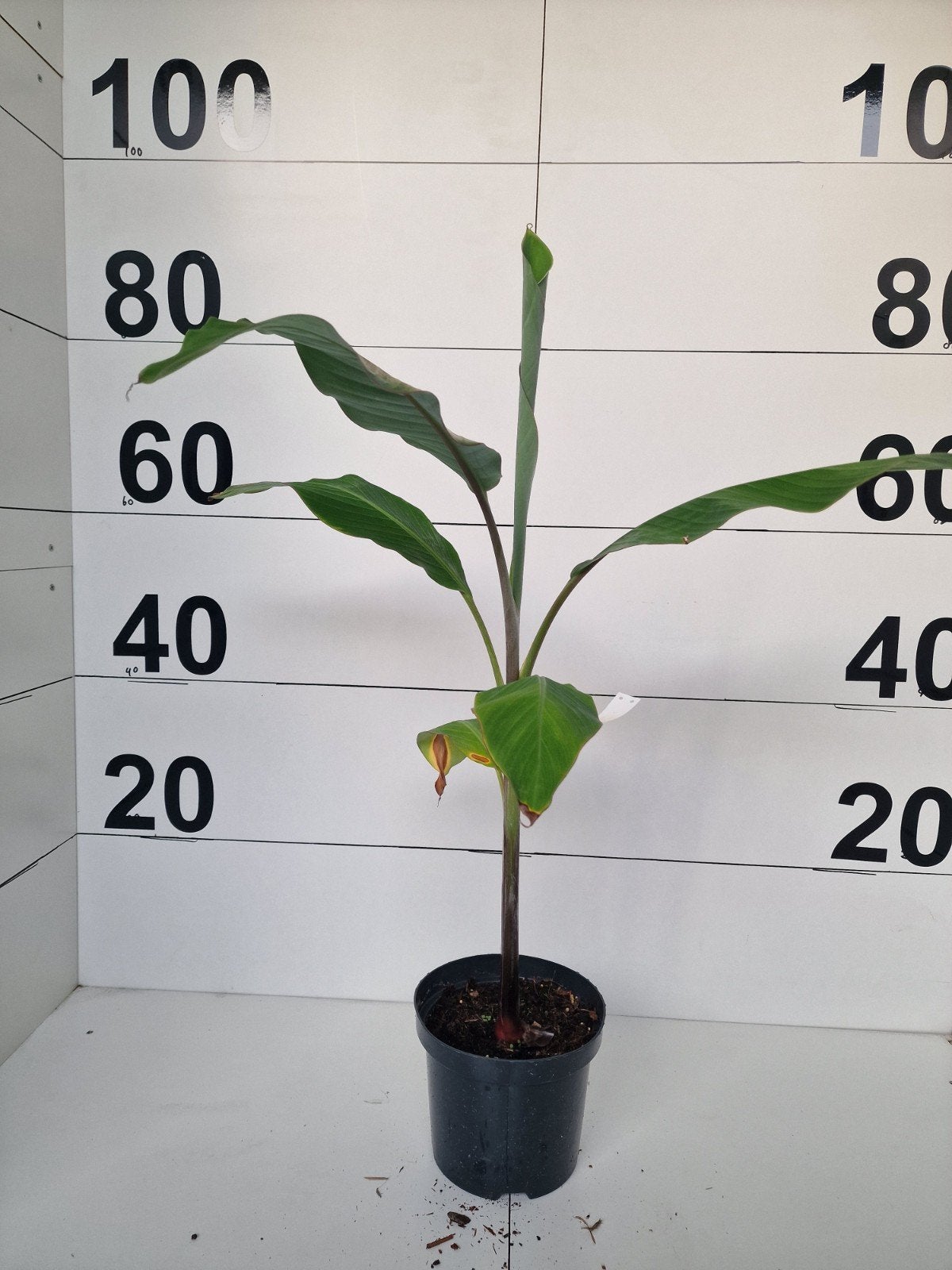 Musa Thai Black - Zeldzame Bananenplant, Ophalen of Verzenden, Bloeit niet, Fruitplanten, Volle zon