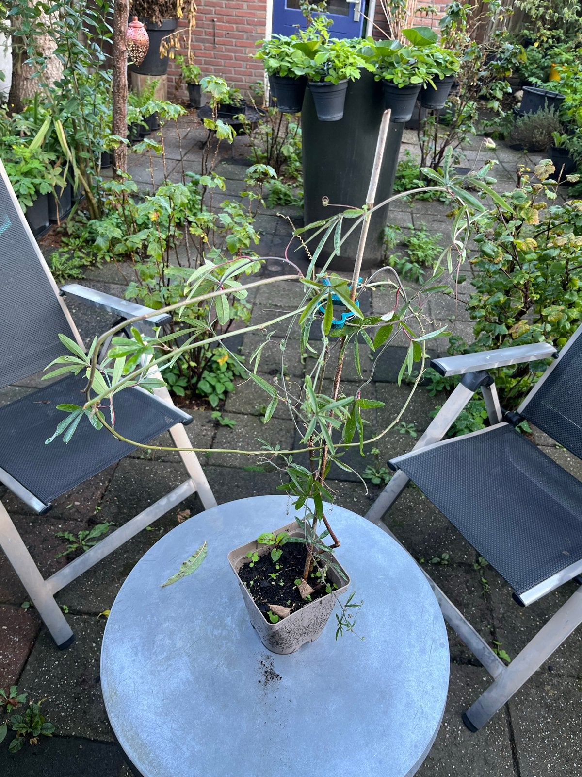 Passiebloem plantje Winterhard Klimplant voor tuin / balkon, Ophalen, Volle zon, Vaste plant, Klimplanten