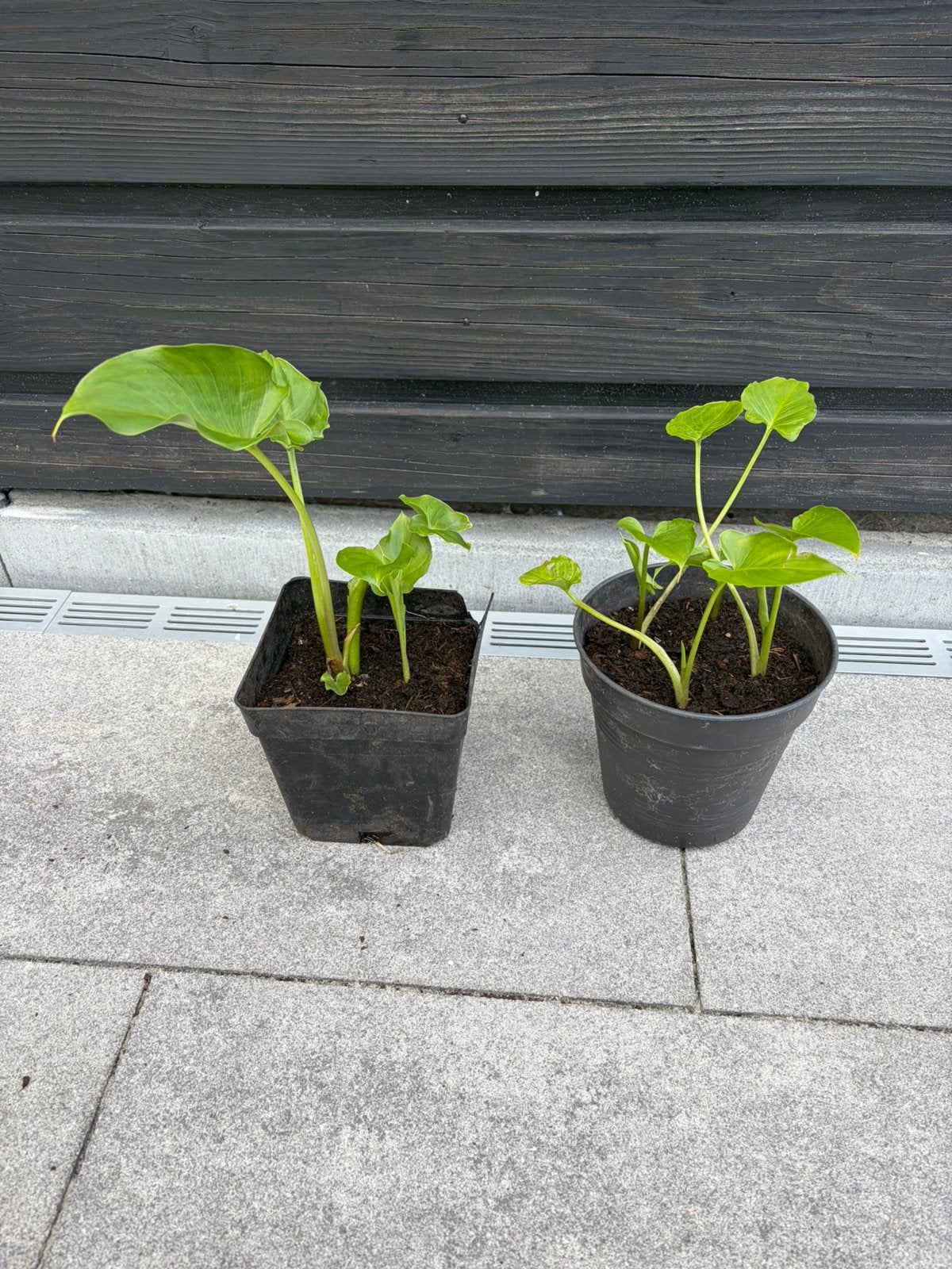 Aronskelk - 3 te koop, Ophalen, Vaste plant, Overige soorten, Halfschaduw