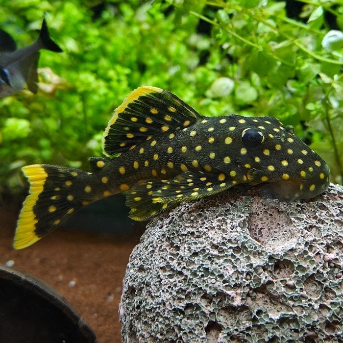 L-018 baryancistrus xanthellus, Dieren en Toebehoren