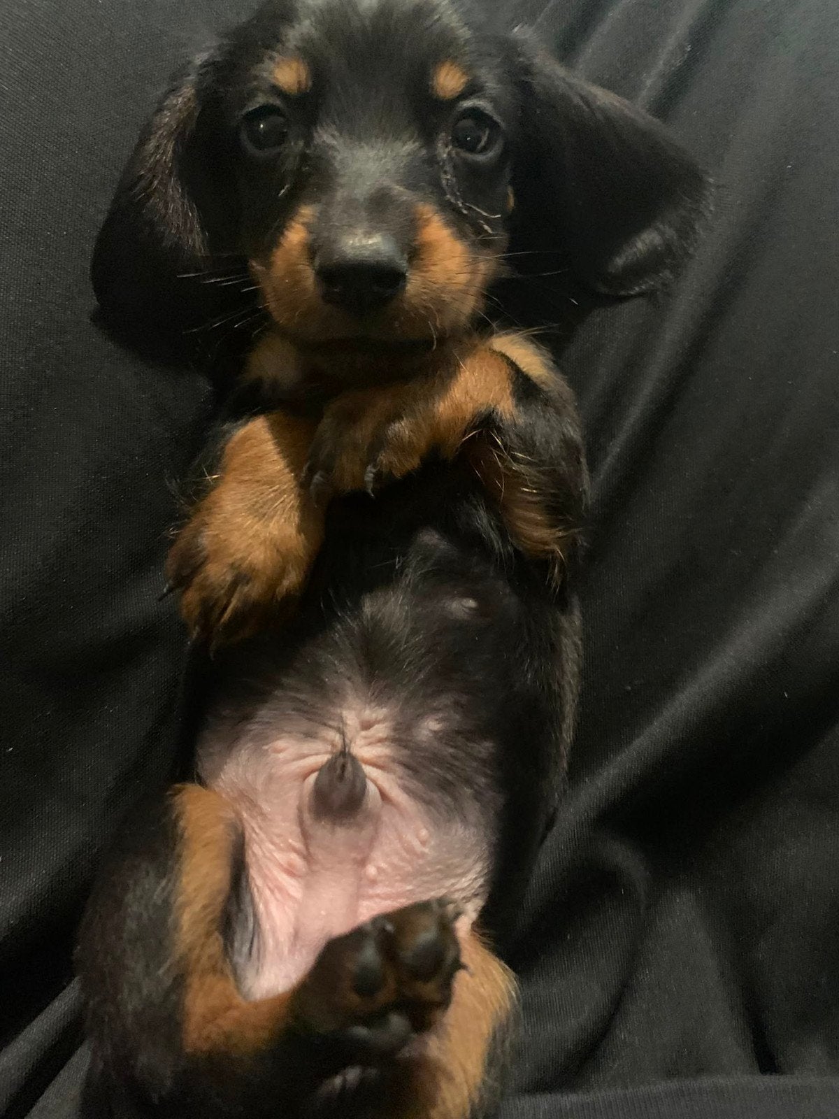 Prachtige Kaninchen/Dwergteckel pup korthaar, 8 tot 15 weken, Dwerg, Meerdere, Meerdere dieren