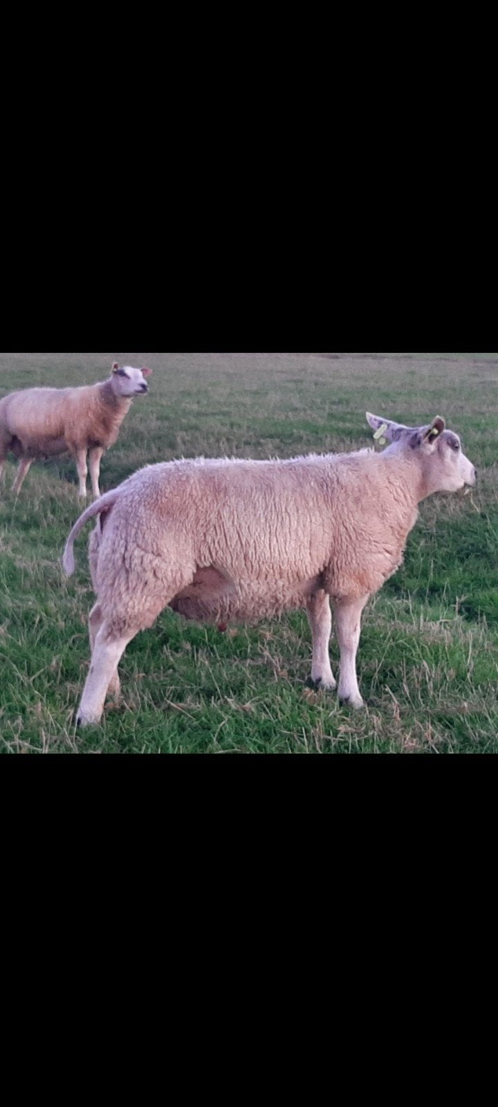 luxe witte dekrammen, Mannelijk, Schaap, 0 tot 2 jaar