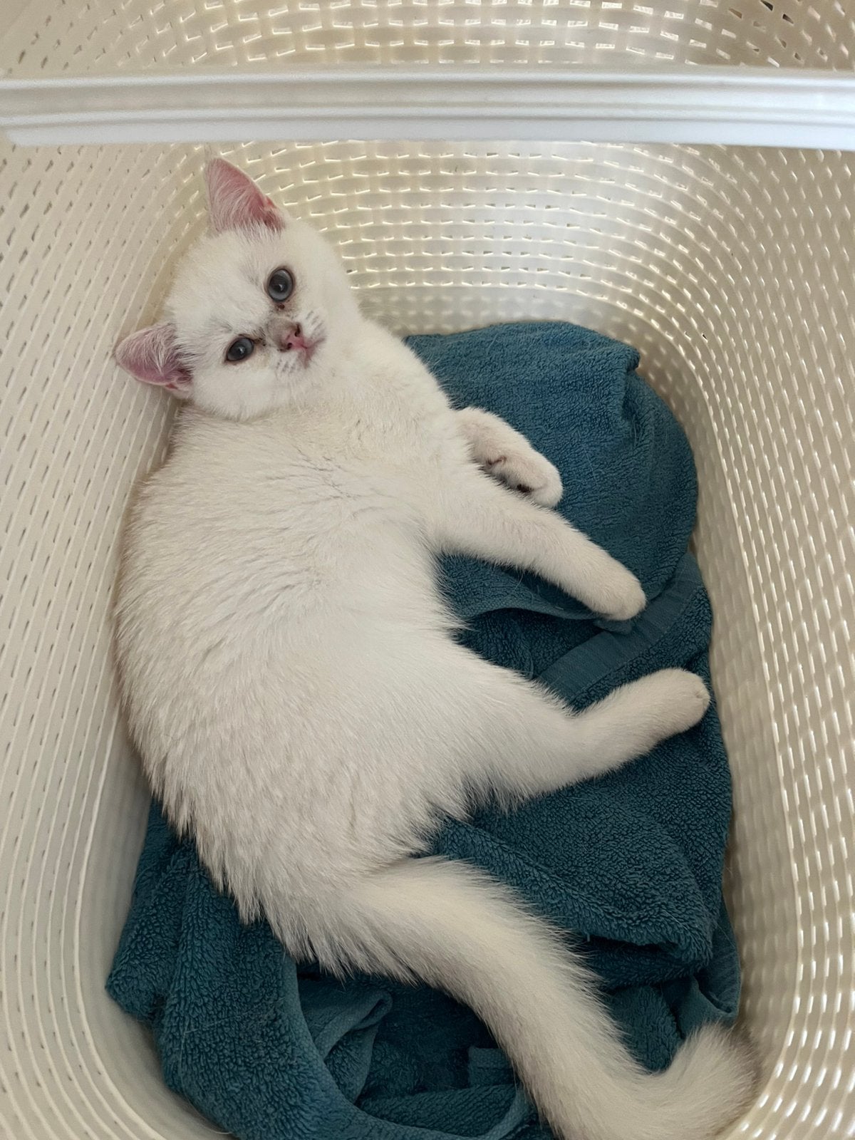 Britse korthaar katertje & poesje silver shaded point beschi, Dieren en Toebehoren, Katten en Kittens | Raskatten | Korthaar, Meerdere dieren