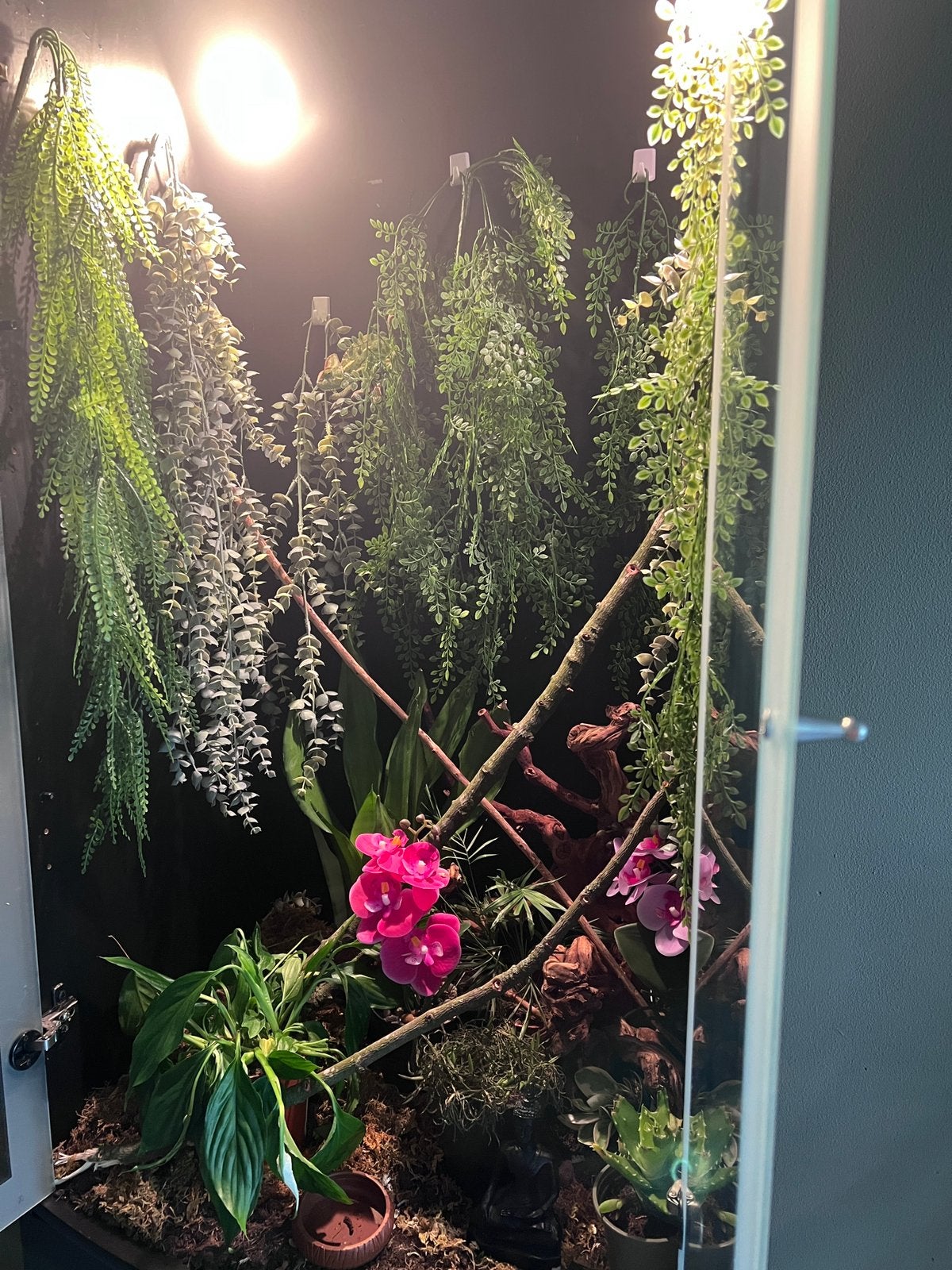 Jemen kameleon, Dieren en Toebehoren, Ophalen, Zo goed als nieuw, Terrarium of Paludarium