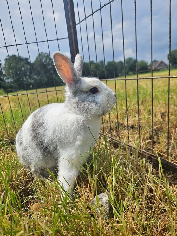 Aster zoekt een huisje! Ram - Gevaccineerd en Gecastreerd, Mannelijk, Klein, 0 tot 2 jaar