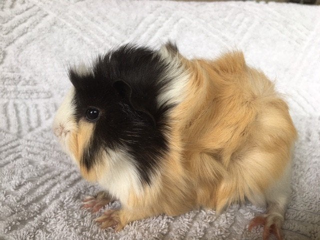 Cavia, Cavia, Augustus, Meerdere dieren, Tam